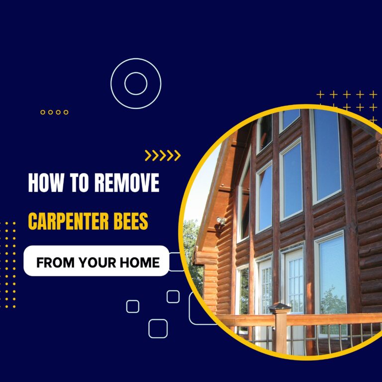 How to Remove Carpenter Bees from Your Home