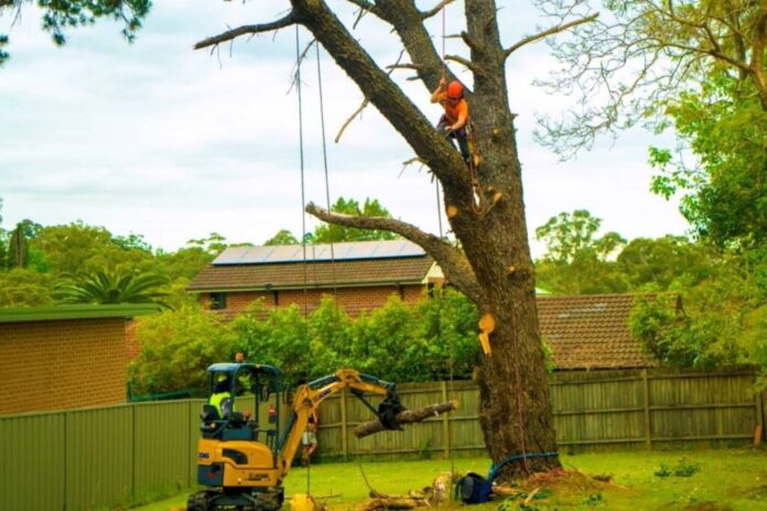 Residential Tree Services Bendigo